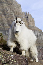 Mountain Goat (Oreamnos americanus) male, Glacier National Park, Montana