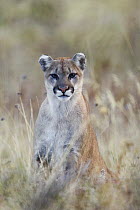 Mountain Lion (Puma concolor), western Montana