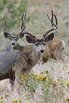 Mule Deer (Odocoileus hemionus) bucks in summer, western Montana