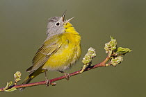 Nashville Warbler (Oreothlypis ruficapilla) male calling in spring, western Montana