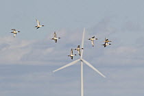Northern Pintail (Anas acuta) group in courtship flight in spring passing windmill, central Montana