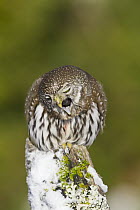 Mountain Pygmy-Owl (Glaucidium gnoma) regurgitating pellet, western Montana, sequence 1 of 3