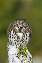 Mountain Pygmy-Owl (Glaucidium gnoma) regurgitating pellet, western Montana