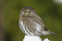 Mountain Pygmy-Owl (Glaucidium gnoma), western Montana