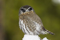 Mountain Pygmy-Owl (Glaucidium gnoma) with false eye spots on back of head, western Montana