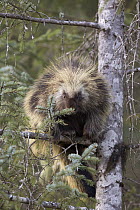 Common Porcupine (Erethizon dorsatum) in tree, North America