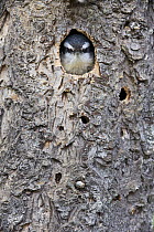 Red-breasted Nuthatch (Sitta canadensis) chick in nest cavity, western Montana