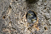 Red-breasted Nuthatch (Sitta canadensis) chicks in nest cavity, western Montana