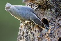 Red-breasted Nuthatch (Sitta canadensis) parent feeding chick at nest cavity, western Montana