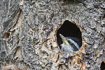 Red-breasted Nuthatch (Sitta canadensis) chick in nest cavity, western Montana