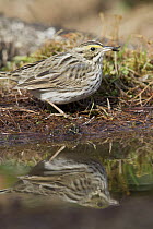 Savannah Sparrow (Passerculus sandwichensis) at pond, western Montana