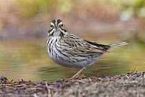 Savannah Sparrow (Passerculus sandwichensis) at pond, western Montana