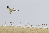 Snow Goose (Chen caerulescens) landing in field, central Montana