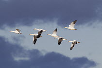 Snow Goose (Chen caerulescens) group flying, central Montana