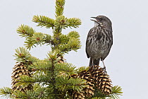 Song Sparrow (Melospiza melodia) calling, southern Alaska