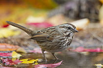 Song Sparrow (Melospiza melodia) at pond, western Montana