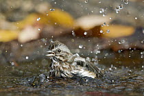 Song Sparrow (Melospiza melodia) bathing, western Montana