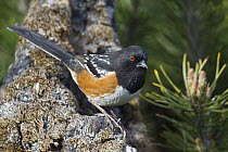 Spotted Towhee (Pipilo maculatus) male, western Montana