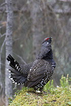 Spruce Grouse (Falcipennis canadensis) male in courtship display in spring, Montana