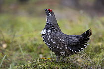 Spruce Grouse (Falcipennis canadensis) male in fall, central Alaska