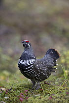Spruce Grouse (Falcipennis canadensis) male in fall, central Alaska