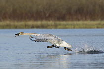 Trumpeter Swan (Cygnus buccinator) taking flight, southern Alaska
