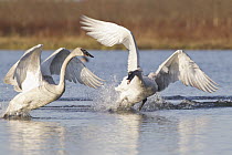 Trumpeter Swan (Cygnus buccinator) pair fighting, southern Alaska