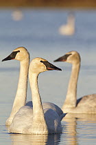 Trumpeter Swan (Cygnus buccinator) trio swimming, southern Alaska