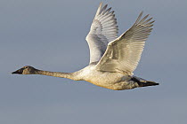 Trumpeter Swan (Cygnus buccinator) flying, southern Alaska