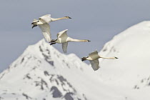 Trumpeter Swan (Cygnus buccinator) trio flying, southern Alaska