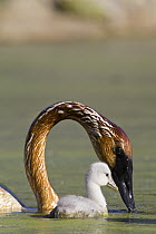 Trumpeter Swan (Cygnus buccinator) parent with cygnet, western Montana
