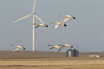 Tundra Swan (Cygnus columbianus) flock flying near windmill, central Montana