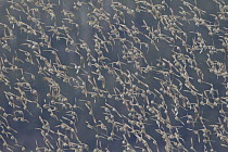 Western Sandpiper (Calidris mauri) flock flying, Cordova, Alaska