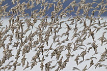 Western Sandpiper (Calidris mauri) flock flying, Cordova, Alaska