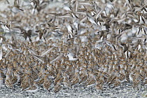 Western Sandpiper (Calidris mauri) flock, Cordova, Alaska