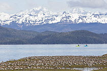 Western Sandpiper (Calidris mauri) flock with kayakers, Cordova, Alaska