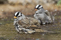 White-crowned Sparrow (Zonotrichia leucophrys) pair bathing, western Montana