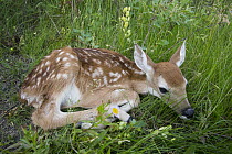 White-tailed Deer (Odocoileus virginianus) newborn fawn, western Montana