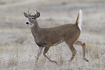 White-tailed Deer (Odocoileus virginianus) buck running, western Montana