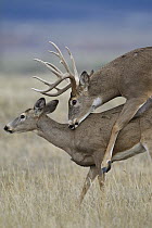 White-tailed Deer (Odocoileus virginianus) pair mating, central Montana