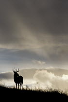 White-tailed Deer (Odocoileus virginianus) buck, central Montana