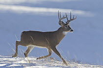 White-tailed Deer (Odocoileus virginianus) buck running through snow, western Montana