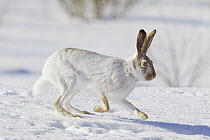 White-tailed Jack Rabbit (Lepus townsendii) running on snow, central Montana