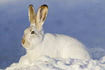 White-tailed Jack Rabbit (Lepus townsendii) in winter, central Montana