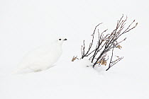White-tailed Ptarmigan (Lagopus leucura) in winter, western Alberta, Canada