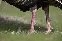 Wild Turkey (Meleagris gallopavo) spurs on male's leg, western Montana