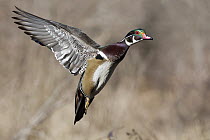 Wood Duck (Aix sponsa) drake flying, central Montana