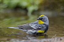 Yellow-rumped Warbler (Setophaga coronata) male bathing, western Montana