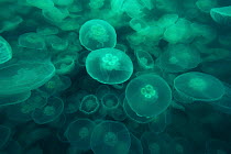 Jellyfish (Aurelia sp) group, Prince William Sound, Alaska