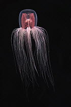 Jellyfish (Spirocodon saltator), Japan